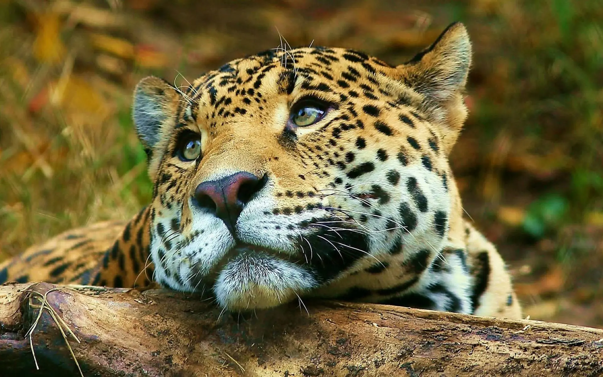 Monumento Natural Yaguareté: Flora y Fauna - Qué tipo de animal es el yaguareté monumento natural yaguarete flora y fauna - Qué tipo de animal es el yaguareté