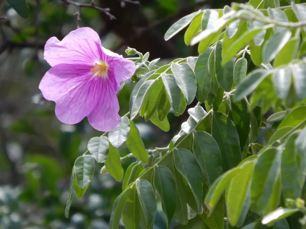 Flora de San Juan: Un tesoro natural en el centro oeste de Argentina - Qué tipo de biomas hay en San Juan flora de san juan - Qué tipo de biomas hay en San Juan