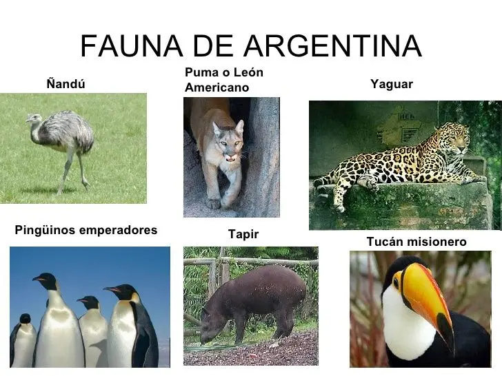 Flora y Fauna de Argentina - Qué tipo de fauna hay en Argentina flora y fauna de argentina - Qué tipo de fauna hay en Argentina