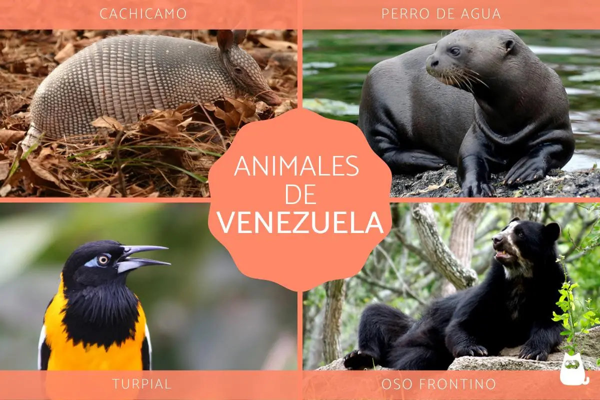 Flora de Venezuela - Qué tipo de fauna hay en Venezuela flora de venezuela - Qué tipo de fauna hay en Venezuela
