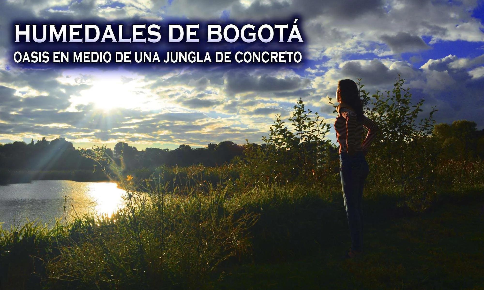 flora y fauna de bogota colombia - Qué tipo de fauna se encuentra en los humedales de Bogotá