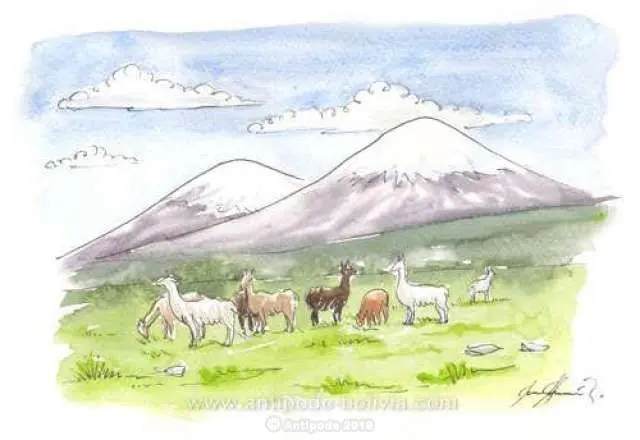 flora y fauna de bolivia - Qué tipo de fauna tiene Bolivia