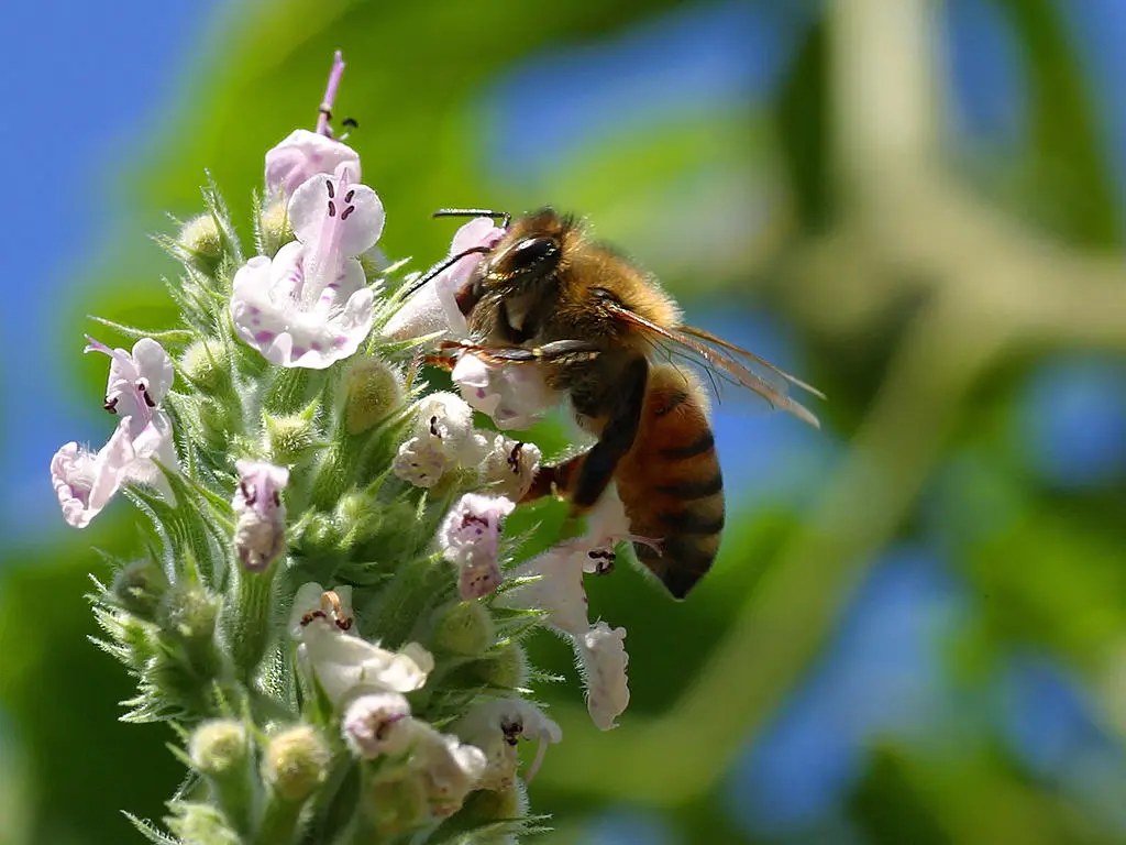 La flor y la polinización - Qué tipo de flor realiza la polinización directa la flor y la polinizacion - Qué tipo de flor realiza la polinización directa