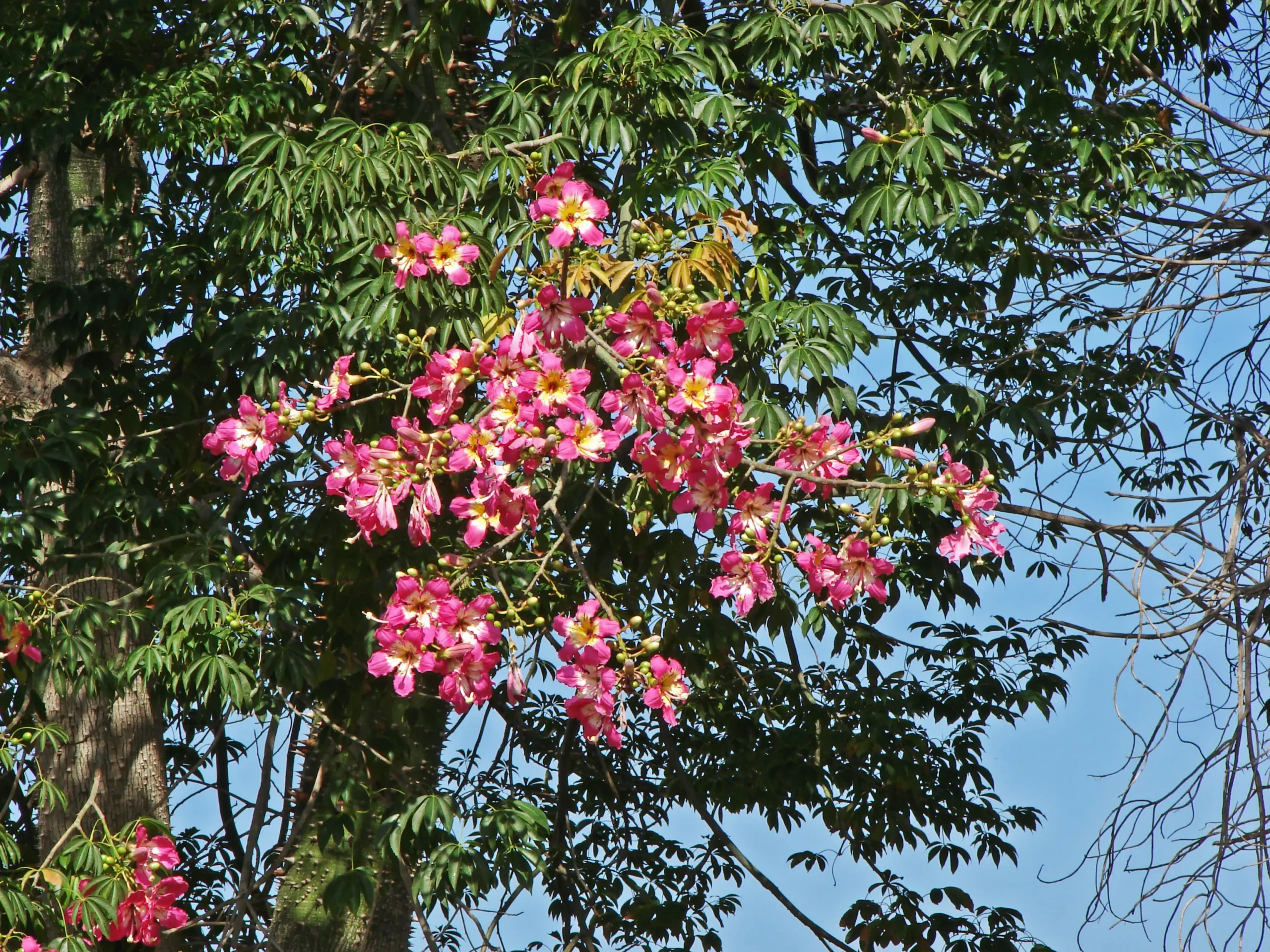 ceiba flor rosada - Qué tipo de flor tiene el palo borracho