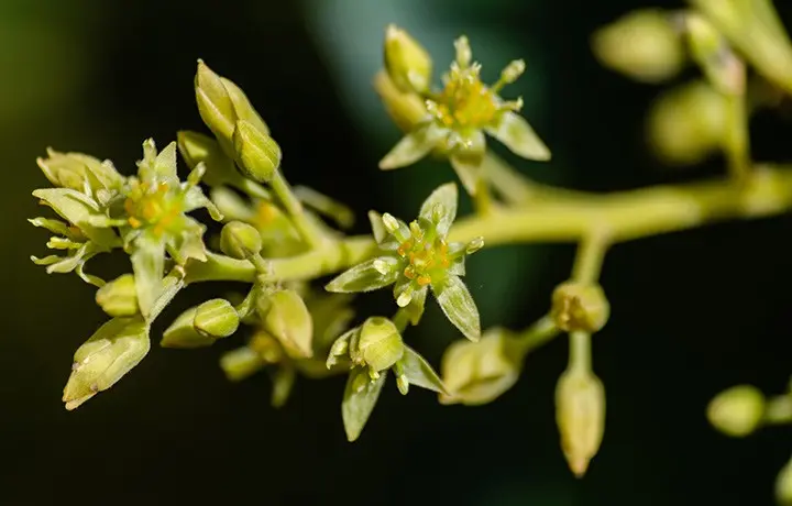 ¿Cómo es la flor del aguacate? - Qué tipo de flor tiene el palto como es la flor del aguacate - Qué tipo de flor tiene el palto