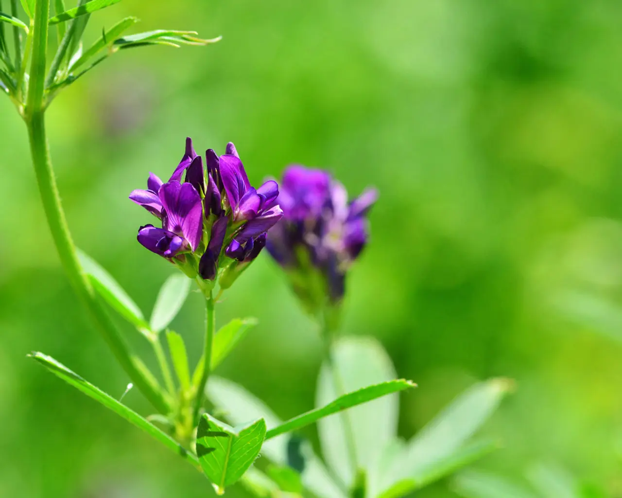 alfalfa flor - Qué tipo de flor tiene la alfalfa
