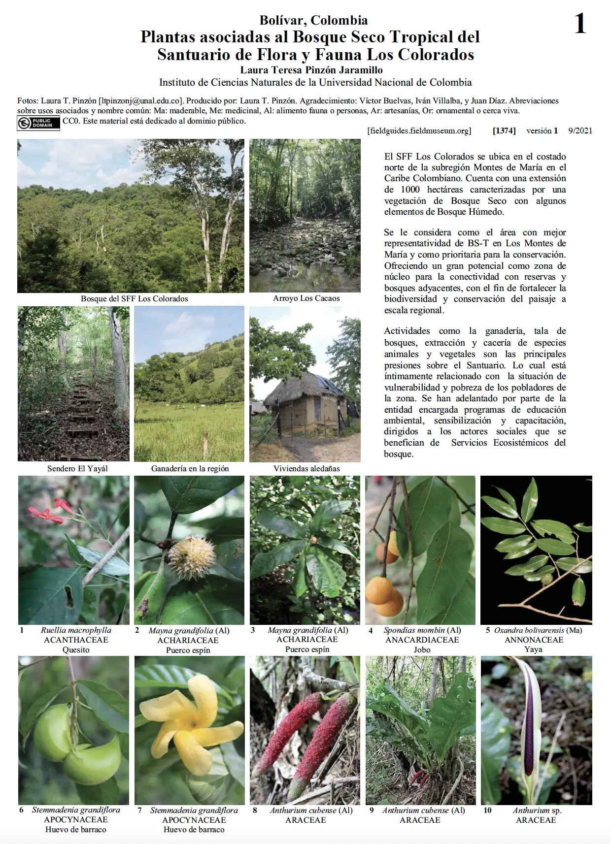Flora del Bosque Tropical: Un Tesoro de Biodiversidad - Qué tipo de flora hay en el bosque tropical flora de bosque tropical - Qué tipo de flora hay en el bosque tropical