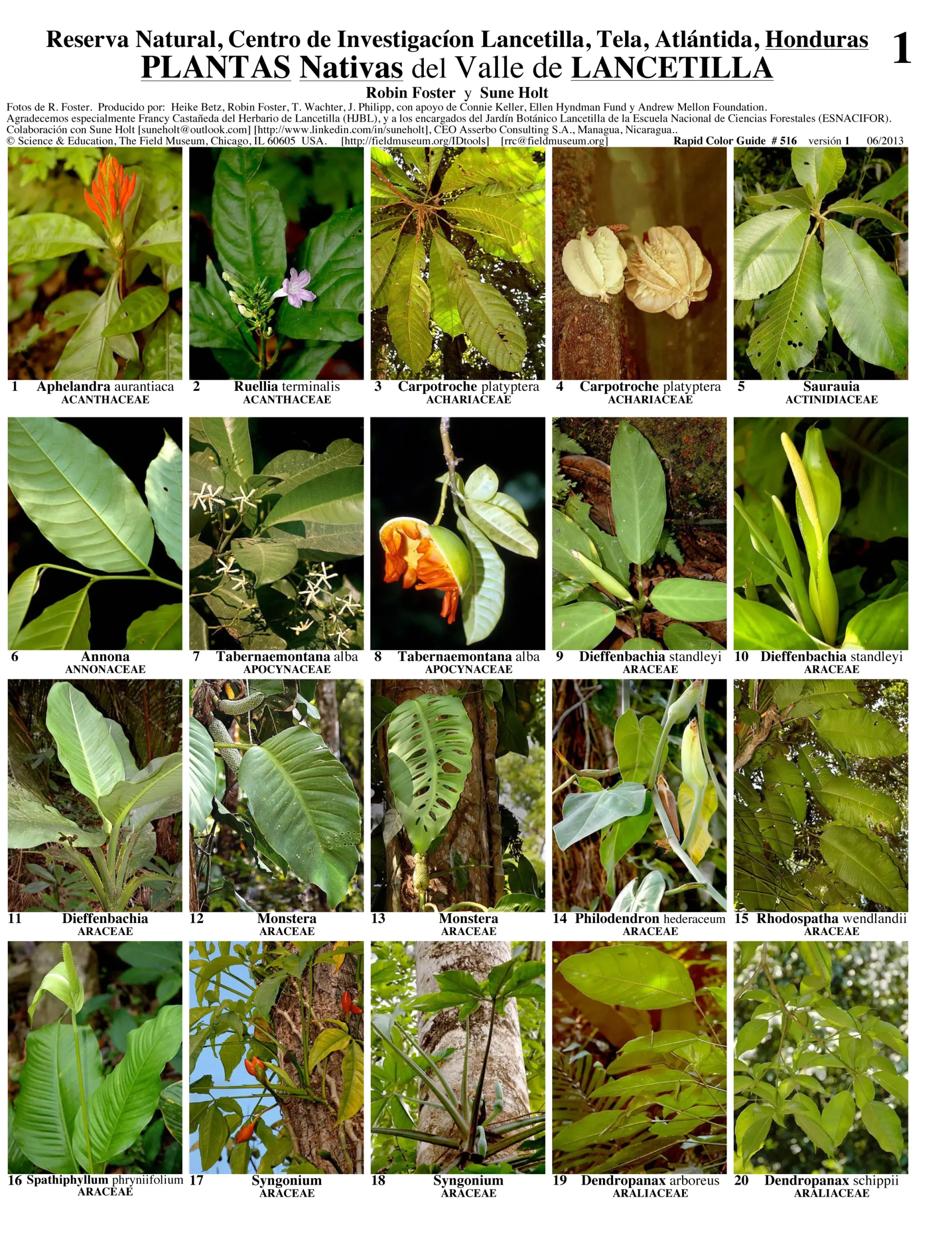 flora endemica de honduras - Qué tipo de flora hay en Honduras