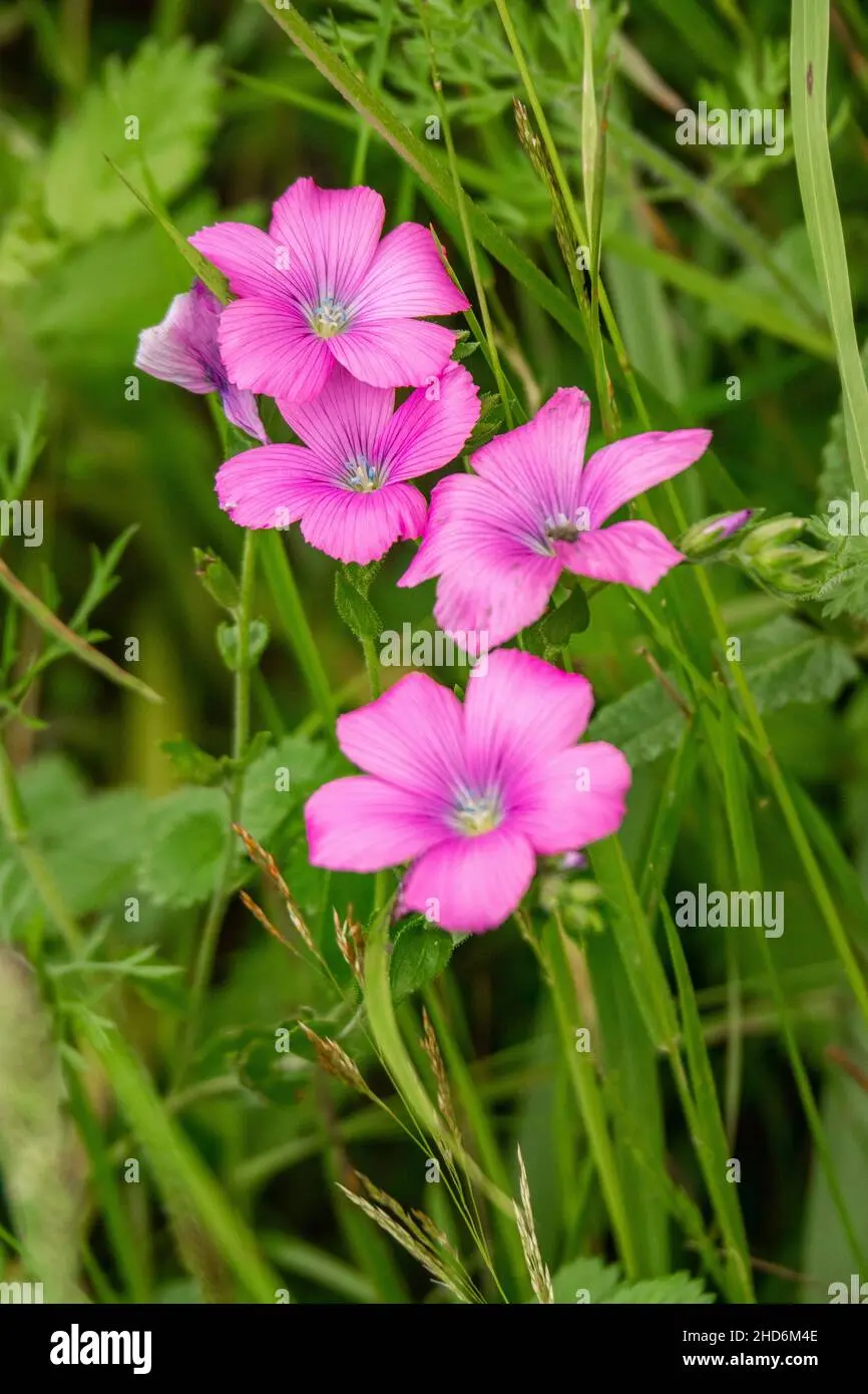 Flora de Europa: Una maravilla de la naturaleza - Qué tipo de flora hay en los Picos de Europa flora de europa - Qué tipo de flora hay en los Picos de Europa