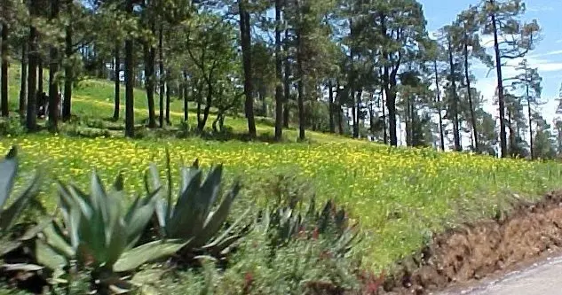 flora de valles centrales - Qué tipo de flora hay en Oaxaca