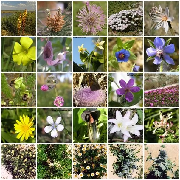 flora de formosa imagenes - Qué tipo de plantas hay en la flora
