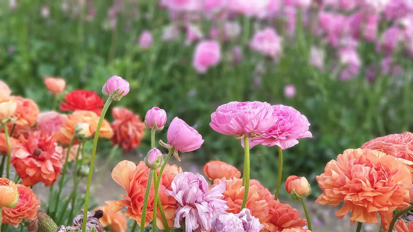 Flores de Granja: Una Belleza Natural - Qué tipo de plantas hay en una granja flores de granja - Qué tipo de plantas hay en una granja