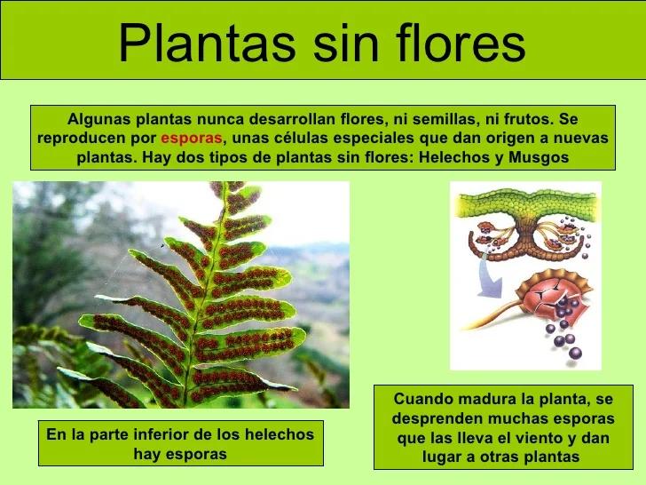 Los musgos y los helechos son plantas con flores - Qué tipo de plantas son los helechos y los musgos los musgos y los helechos son plantas con flores - Qué tipo de plantas son los helechos y los musgos
