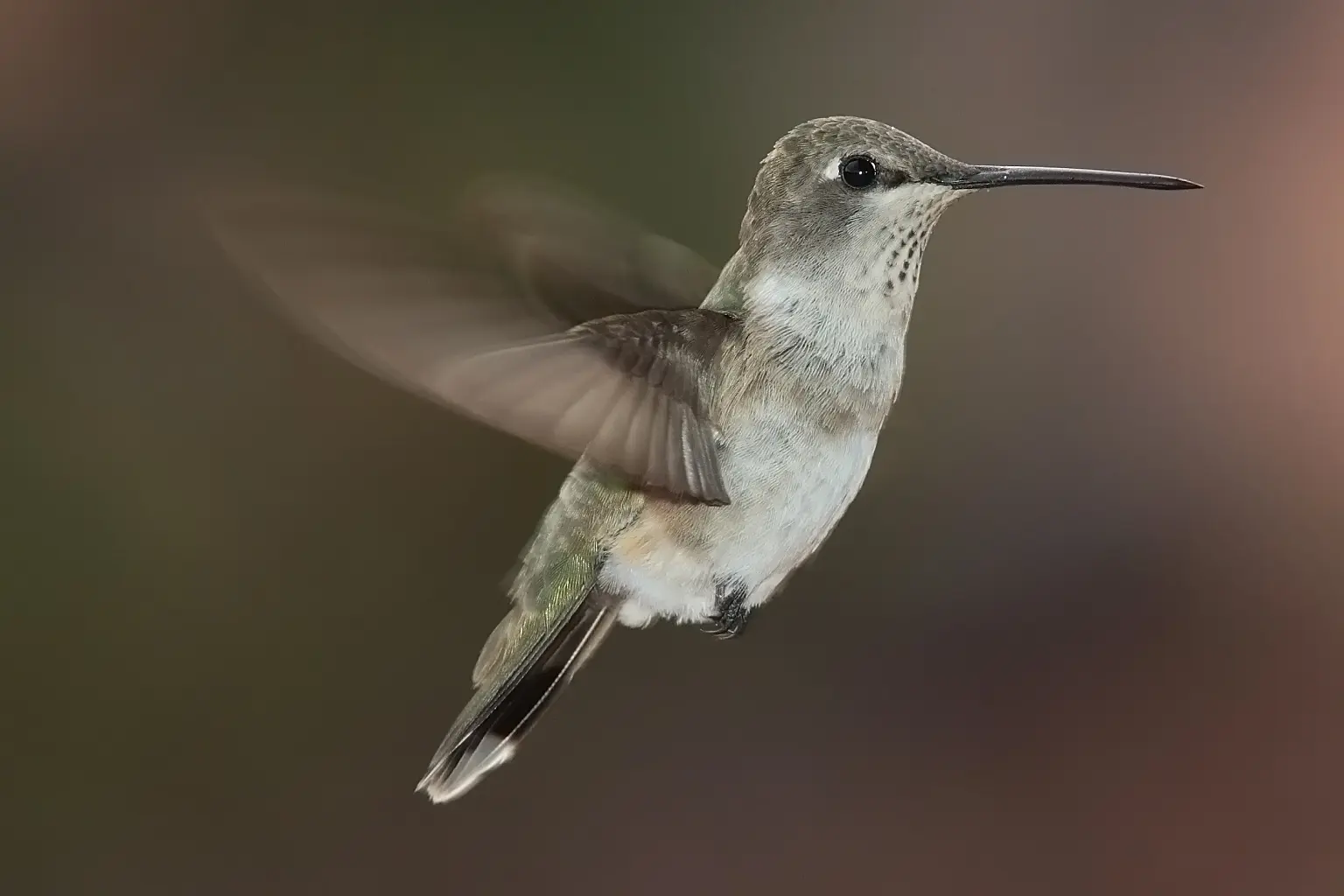 porque el picaflor se alimenta del néctar de las flores - Qué tipo de relación es cuando un colibrí se alimenta del néctar de las flores mientras las poliniza