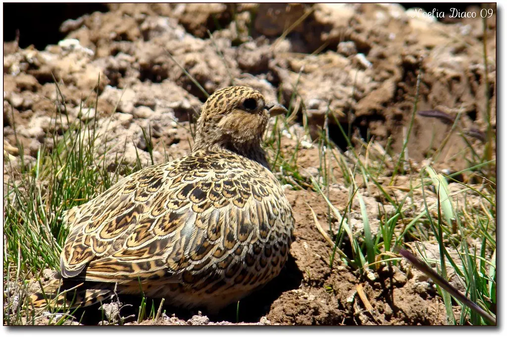 Aconcagua: Flora y Fauna en el Parque Provincial - Qué tipo de relieve en Aconcagua aconcagua flora y fauna - Qué tipo de relieve en Aconcagua