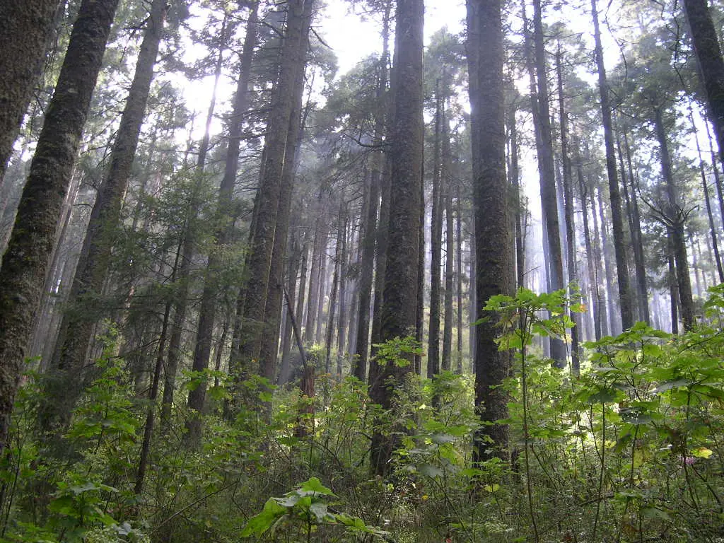bosque de montaña flora - Qué tipo de vegetación hay en las montañas