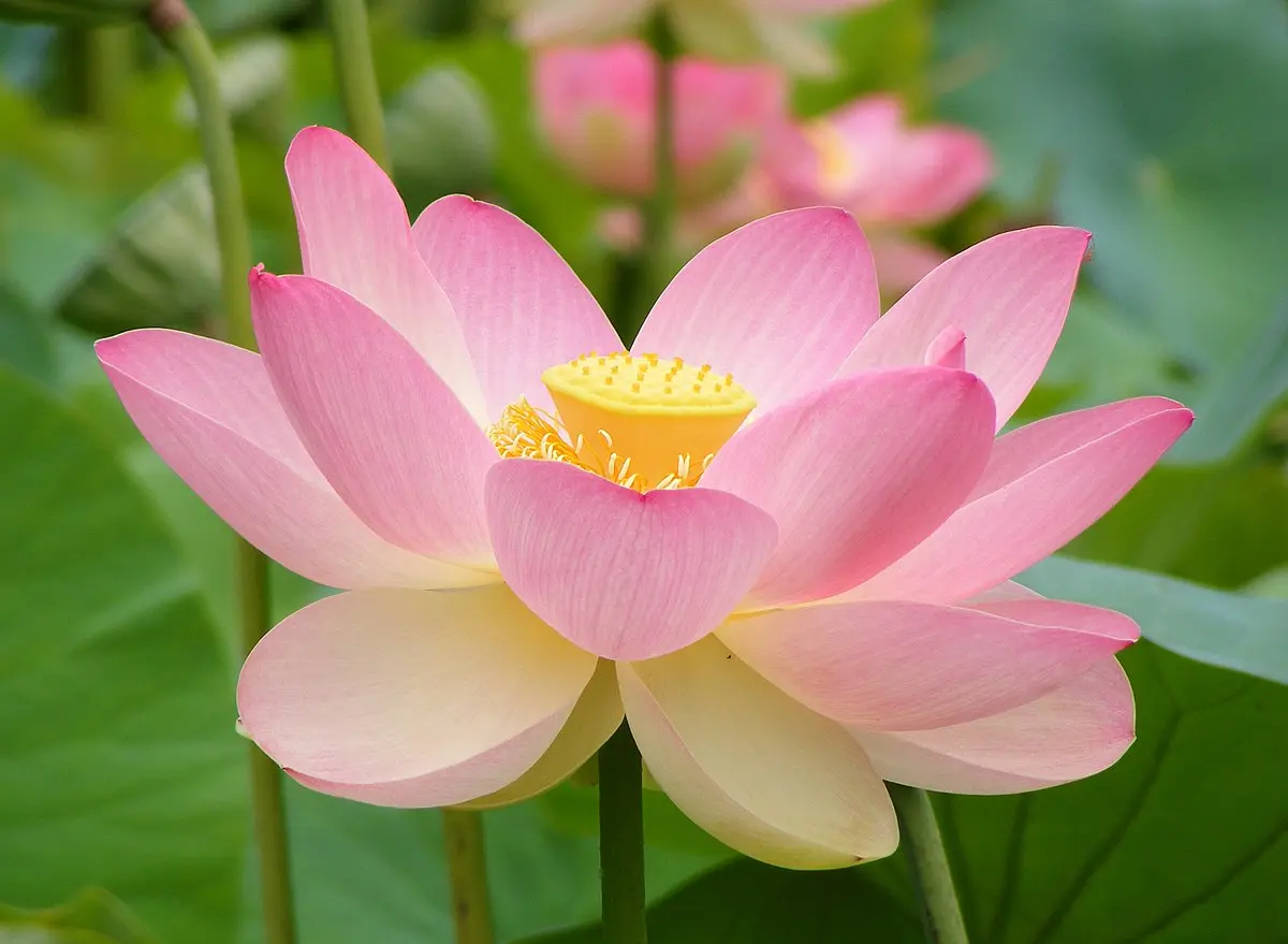 imagenes de flor de loto - Qué tipos de flor de loto hay