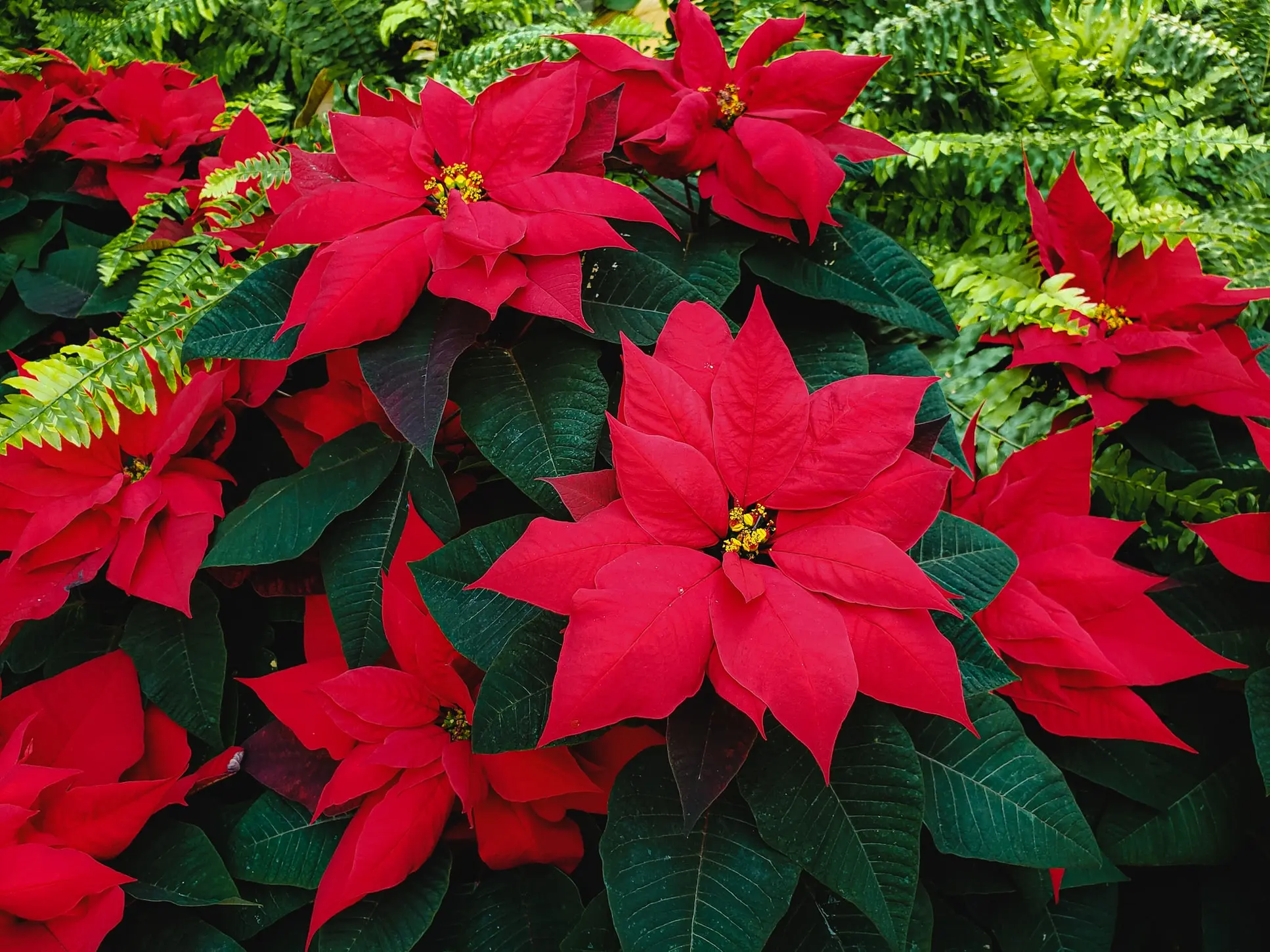 Especies de flores en México - Qué tipos de flores hay en México especies de flores en mexico - Qué tipos de flores hay en México