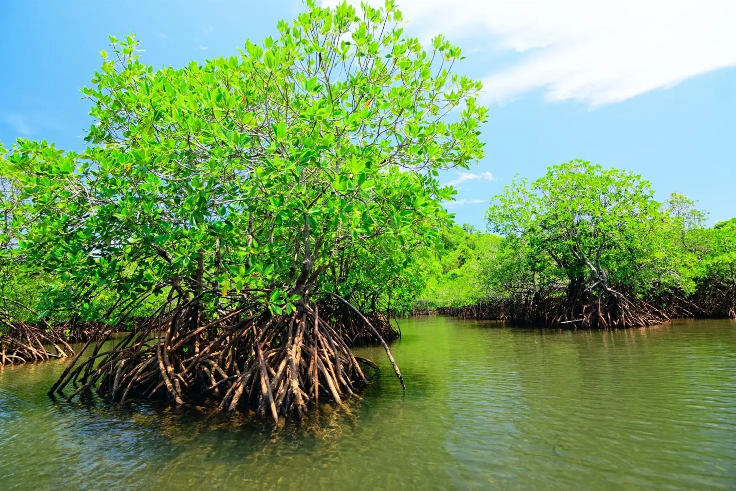 flora y fauna de manglares en mexico - Qué tipos de mangle hay en México