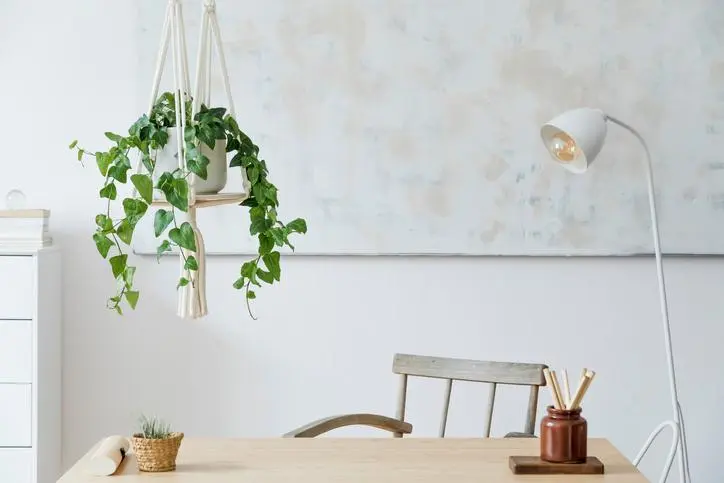 Plantas colgantes con flores: una forma encantadora de decorar tu espacio - Qué tipos de plantas colgantes hay planta colgante con flores - Qué tipos de plantas colgantes hay