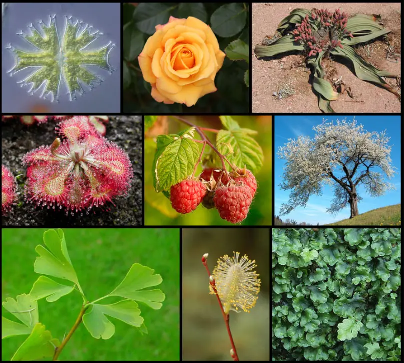 Todas las plantas tienen flores: una mirada en profundidad - Qué tipos de plantas tienen flores todas las plantas tiene flores - Qué tipos de plantas tienen flores