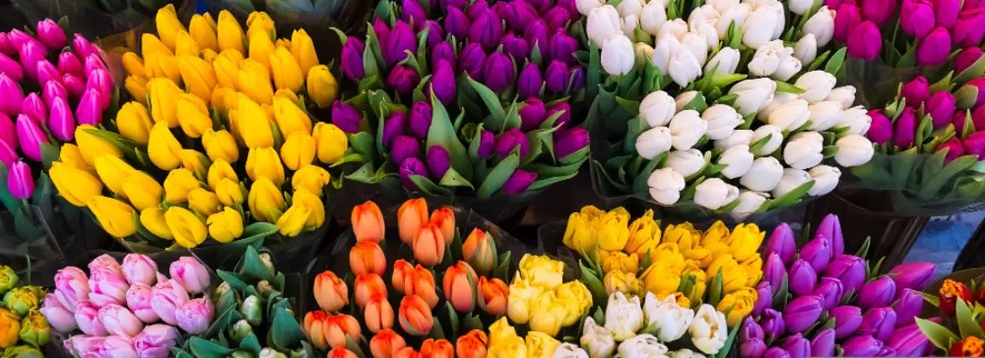 Flor que Representa la Amistad - Qué Tulipan representa la amistad flor que represente la amistad - Qué Tulipan representa la amistad