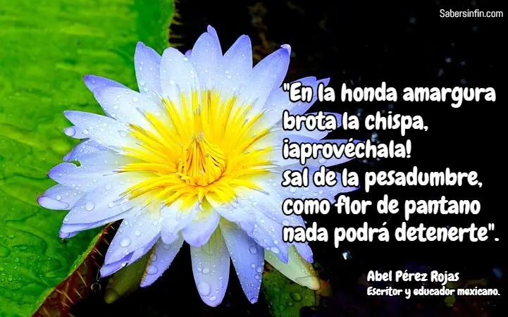 eres como la flor que crece en el pantano - Quién es el autor de la flor del pantano