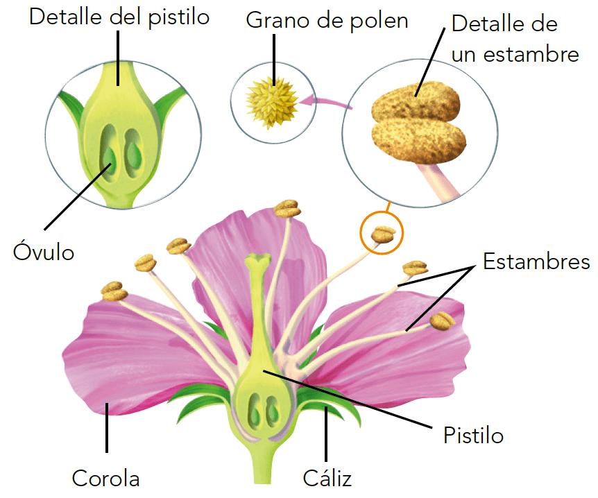 Quién sostiene las hojas, las flores y los frutos - Quién sostiene las hojas las flores y los frutos las flores y los frutos - Quién sostiene las hojas las flores y los frutos
